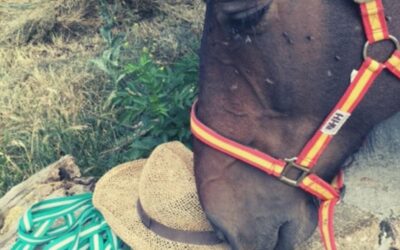 Preparativos para un Seminario con caballos